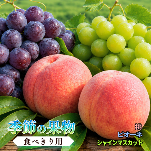 【食べきり定期便】季節の果物 定期便 全3回 白桃・ピオーネ・シャインマスカット 【先行予約 2026年7月下旬から順次発送】