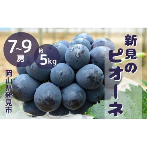 新見の特選ピオーネ 約5kg 7～9房 【先行予約 9月中旬～10月上旬発送】
