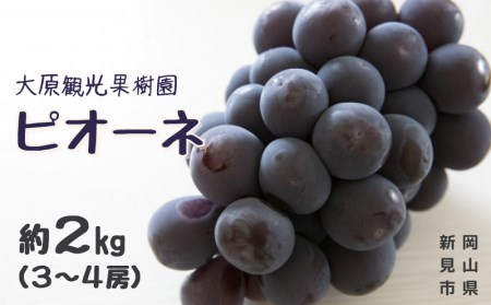大原観光果樹園 ピオーネ 約2kg 3～4房 【先行予約 9月上旬から順次発送】