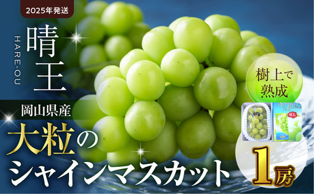 [2025年発送]大粒シャインマスカット「晴王」1房(令和7年9月中旬〜10月上旬発送予定)[ フルーツ 大房 晴王 シャインマスカット 岡山県産 晴れの国おかやま ]