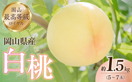 岡山県産白桃(ロイヤル)約1.5kg[6月中旬〜8月上旬発送予定 白桃 もも フルーツ モモ ロイヤル 糖度最上級 岡山県産 くだもの王国岡山 ]
