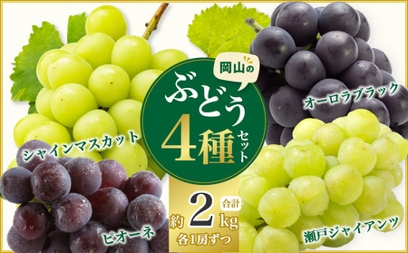 岡山県産シャインマスカット&ピオーネ&オーロラブラック&瀬戸ジャイアンツ4種セット 約2kg