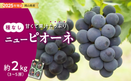 [2025年発送分 先行受付スタート!]岡山県産ニューピオーネ 秀品 約2kg(3〜5房程度)(令和7年8月中旬以降発送)