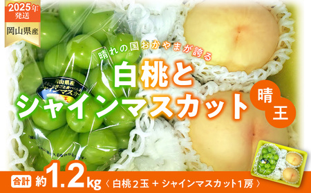 [2025年発送分 先行受付スタート!]岡山県産 白桃とシャインマスカットのセット(令和7年7月以降発送)