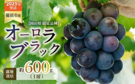 [2025年発送]びぜん葡萄「オーロラブラック」(露地栽培)1房入[ 岡山県備前市産 オーロラブラック 露地栽培 1房 約600g前後 ]