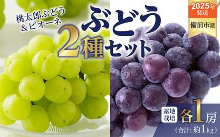 [2025年発送]びぜん葡萄「桃太郎ぶどう」「ピオーネ」(露地栽培)各1房 [ 岡山県備前市産 桃太郎ぶどう ピオーネ 露地栽培 各1房 セット 樹上完熟 ]