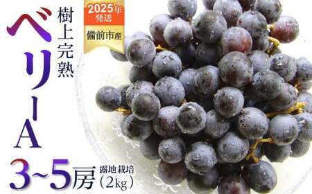 [2025年発送]びぜん葡萄「ベリーA」(露地栽培)約2kg [ 岡山県備前市産 ベリーA 露地栽培 約2kg 3〜5房目安 樹上完熟 ]