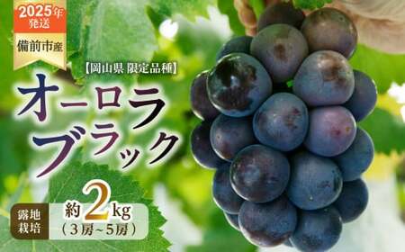 [2025年発送]びぜん葡萄「オーロラブラック」(露地栽培)約2kg [ 岡山県備前市産 オーロラブラック 露地栽培 約2kg 樹上完熟 ]