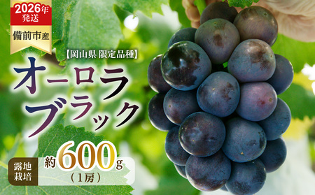 y2026N@stJnIzт񕒓uI[ubNviIn͔|j1[iߘa8N8{`9{jy ROsY I[ubN In͔| 1[ 600O z