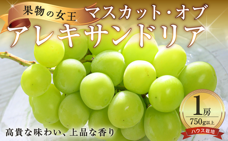 【先行受付】岡山県産マスカットオブアレキサンドリア 1房 (750g以上) ハウス栽培（令和8年7月中旬～8月中旬頃発送）【岡山県産 マスカット 葡萄 ぶどう フルーツ 果物 アレキサンドリア ハウス栽培 1房 約750ｇ以上 果物の女王】