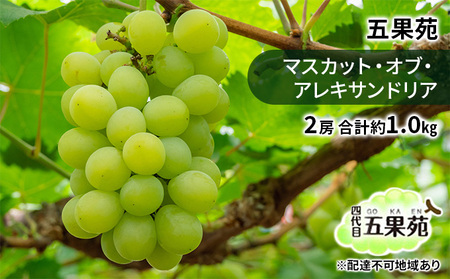 Ԃǂ 2026N s\ }XJbgEIuEALThA 2[ v1.0kg Ԃǂ t[c ʕ 蕨 Mtg R ܉ʉ