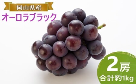 Ԃǂ y2026N tz I[ubN 2[ v1kg uhE  RY Y t[c ʕ Mtg