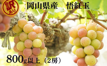 訳あり 悟紅玉 旧ゴルビー 2房 合計800g以上 産地直送 朝採れ ぶどう 葡萄 岡山 Kawahara Green Farm 岡山県産 2025年