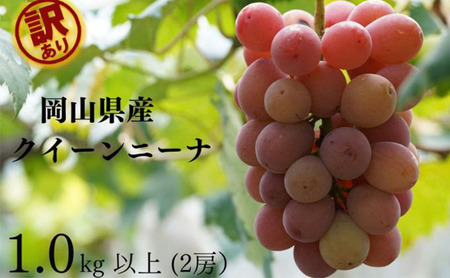 訳あり クイーンニーナ 2房 合計1.0kg以上 産地直送 朝採れ ぶどう 葡萄 岡山 Kawahara Green Farm 岡山県産 2025年