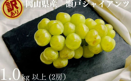 訳あり 瀬戸ジャイアンツ 2房 合計1.0kg以上 産地直送 朝採れ ぶどう 葡萄 岡山 Kawahara Green Farm 岡山県産 2025年