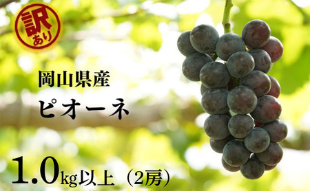 訳あり ニューピオーネ 2房 合計1.0kg以上 産地直送 朝採れ ぶどう 葡萄 岡山 Kawahara Green Farm 岡山県産 2025年