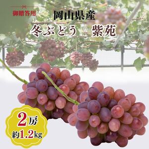 希少品種 御贈答用 岡山県産 冬ぶどう 紫苑 2房入り(1.2kg以上) ぶどう ブドウ 葡萄 フルーツ 果物 岡山 瀬戸内市