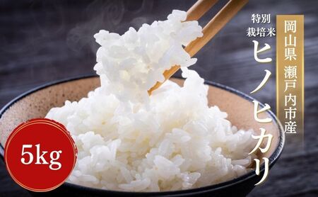 令和7年度産 特別栽培米 ヒノヒカリ 5kg 精米 白米 米 お米 コメ おこめ ひのひかり 岡山 瀬戸内市