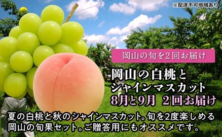 [2026年度発送]岡山の白桃とシャインマスカット 2回 お届け 定期便 (8月・9月)もも モモ シャインマスカット ブドウ 葡萄 岡山県産 国産 フルーツ 果物