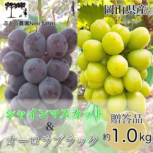 ぶどう 2026年 先行予約 農家こだわりの シャイン マスカット & オーロラブラック 2房 合計約1.0kg 贈答クラス 葡萄 岡山県産 国産 フルーツ 果物 ギフト [ Nini farm 農家 直送 ]