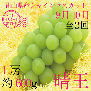 [定期便 全2回] ぶどう 2026年 先行予約 9月・10月発送 シャインマスカット 晴王 1房 約600g ブドウ 葡萄 岡山県産 国産 フルーツ 果物 ギフト