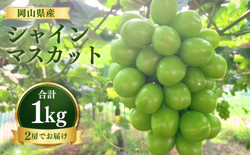[先行受付] シャインマスカット1kg | 岡山県産 シャインマスカット ぶどう 葡萄 甘い ジューシー フルーツ 果物 国産フルーツ 旬の果物 お取り寄せ 産地直送 人気 数量限定 先行予約 マスカット