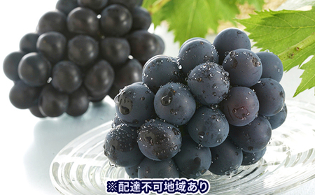 ぶどう 2026年 先行予約 ニュー ピオーネ 約700g×2房