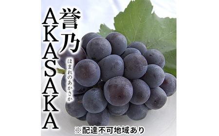 ぶどう 桃茂実苑 プレミアムピオーネ 誉之AKASAKA(ほまれのあかさか)1房 約620g以上 桐箱