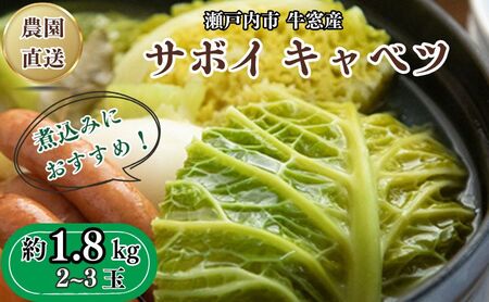 瀬戸内 牛窓産 サボイ キャベツ 約1.8kg(2〜3玉)