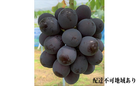 Ԃǂ 2026N s\ j[ sI[l 4[ v2kgȏ uhE   RY Y t[c ʕ Mtg ͖{_ j[sI[l 2L