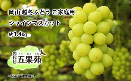 越冬 ぶどう ご家庭用 シャイン マスカット 約1.4kg 岡山県産 四代目 五果苑 果物 フルーツ デザート 樹上 完熟 平均糖度20度 減農薬 種なし 皮ごと