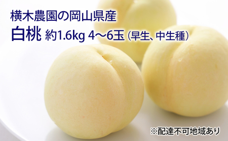 桃 2025年 先行予約 岡山の 白桃(早生、中生種)約1.6kg 4〜6玉 もも モモ 岡山県産 国産 フルーツ 果物 ギフト 横木農園 スイーツ