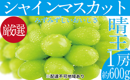 ぶどう 2025年 先行予約 シャイン マスカット 晴王 1房 約600g ブドウ 葡萄 岡山県産 国産 フルーツ 果物 ギフト デザート 食後 酸味が少ない 産地直送