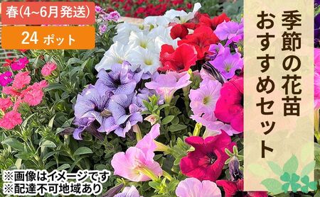 春 の 花苗 おすすめ セット 24ポット(4〜6月発送) ガーデニング 園芸 お花 花 フラワー