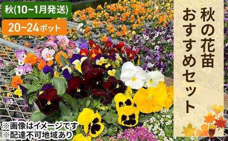 秋 の 花苗 おすすめ セット 20〜24ポット(10〜1月発送) ガーデニング 園芸 お花 花 フラワー