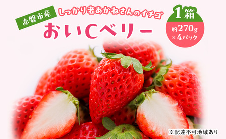 いちご 2025年 先行予約 しっかり者あかねさんの赤磐市産イチゴ 1箱 (1パック 約270g×4) おいCベリー 岡山県 赤磐市 苺 果物 フルーツ