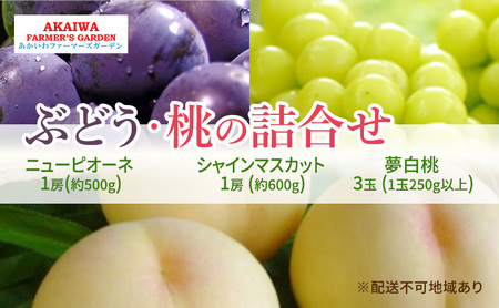 桃 ぶどう 詰合せ 2025年 先行予約 夢白桃 3玉(1玉250g以上) ニュー ピオーネ 1房 約500g シャインマスカット1房約600g 岡山県 赤磐市産 フルーツ 果物 あかいわファーマーズガーデン