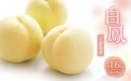 桃 2025年 数量限定 白桃 白鳳 約1.6kg 6〜8玉 ご家庭用 フルーツ 果物 岡山 赤磐市産