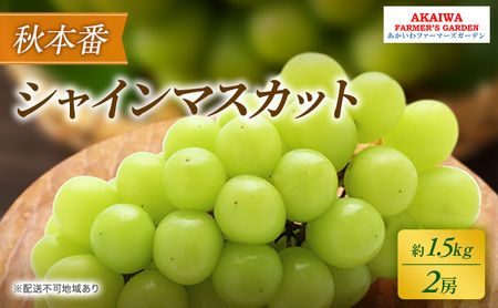 Ԃǂ 2026N s\ VC}XJbg 1.5kg 2[ H{  R Ԕ֎sY t[c ʕ ʕ