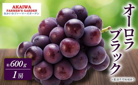 ぶどう 2026年 先行予約 オーロラブラック 約600g 1房 葡萄 岡山県 赤磐市産 フルーツ 果物 あかいわファーマーズガーデン