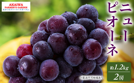 Ԃǂ 2026N s\ j[sI[l 1.2kg 2[  R Ԕ֎sY t[c ʕ t@[}[YK[f