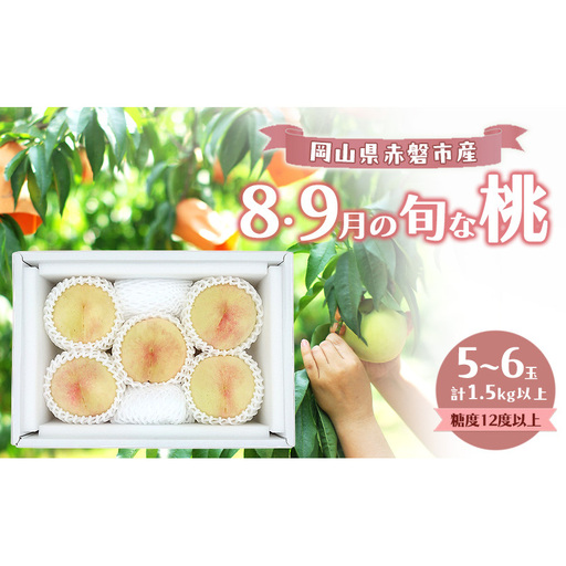 桃 2026年 数量限定 岡山の白桃 『8・9月の旬な桃』 5-6玉 計1.5kg以上 糖度12度以上