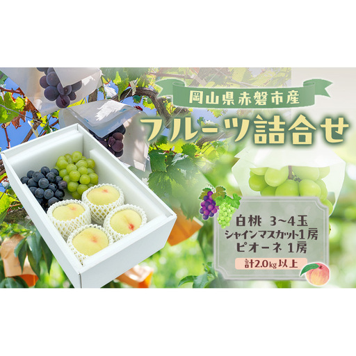 桃 ぶどう 2026年 数量限定 岡山県赤磐市産 フルーツ詰合せ 白桃 3-4玉 シャインマスカット ピオーネ 各1房 計2.0kg以上