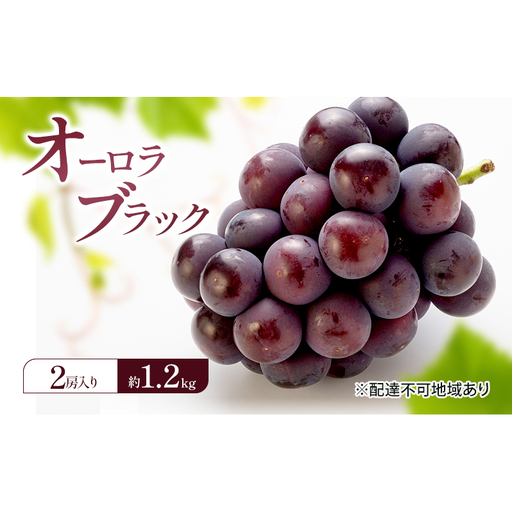 ぶどう 2026年 先行予約 オーロラブラック (2房) 約1.2kg 岡山県 赤磐市 ブドウ 葡萄 果物 フルーツ