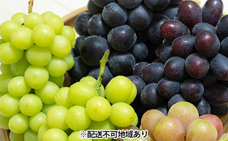ぶどう 2024年 先行予約 ぶどう 食べ比べ 約1.2kg〜1.5kg×5種 葡萄 岡山県 赤磐市産 フルーツ 果物