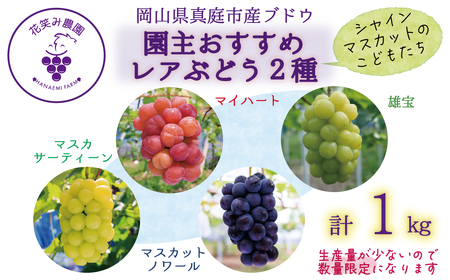 【2616-0453】岡山 花笑み農園『園主おすすめレアぶどう2種セット』シャインの子供たち 2M-1R