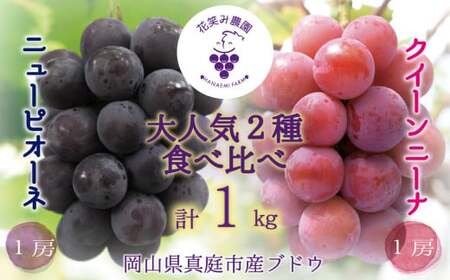 【2026年先行予約】岡山　花笑み農園『ニューピオーネ&クイーンニーナ』1kg(2房) / ぶどう 詰め合わせ 食べ比べ 真庭市【hana031-02】