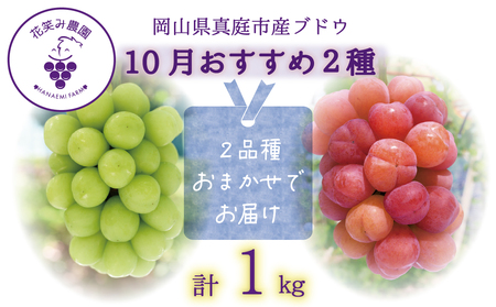岡山 花笑み農園 ブドウ『10月おすすめ 2種セット』(2房) 2M-1L[hana20-01]