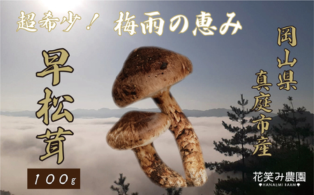 岡山 花笑み農園 超希少!早『松茸』100g 梅雨の恵み (6月から7月発送)[hana76]