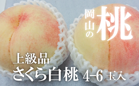 [きよとうファーム]さくら白桃(上級品)4-6玉入 (岡山県産)[KF-A010-01]